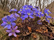 22 Hepatica nobilis